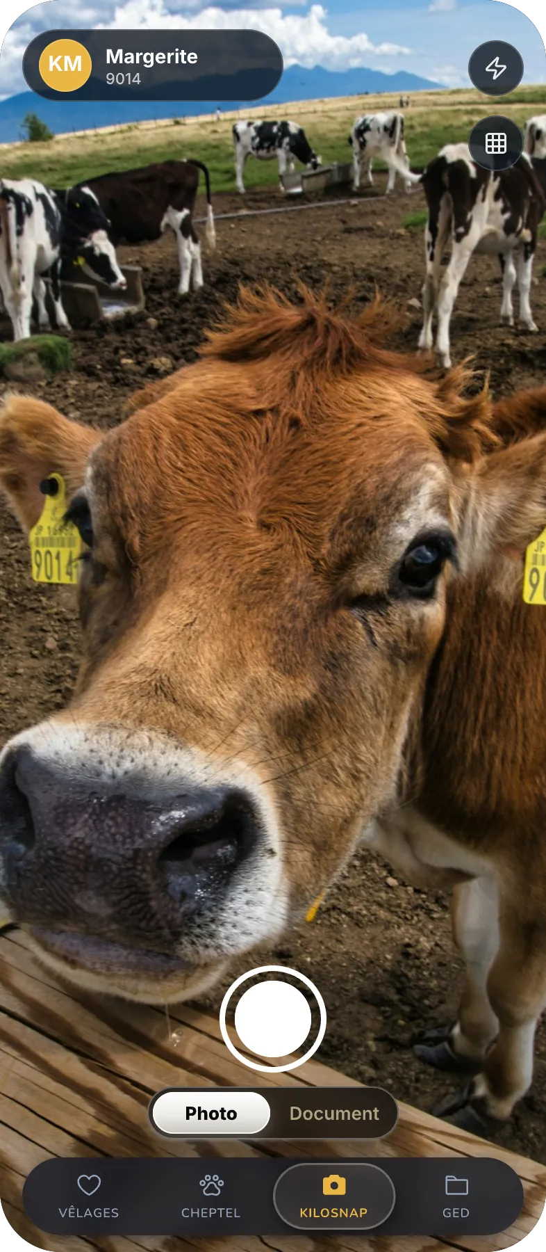 Weighing screen: framing the animal with the camera